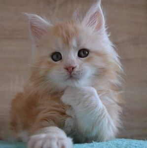 Meet your Posher, Dorothy